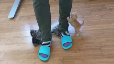 A pack of criminals harrassing a hooman