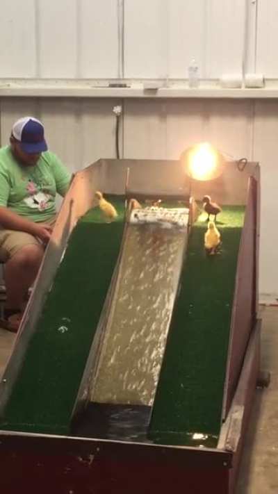 A waterslide for ducklings