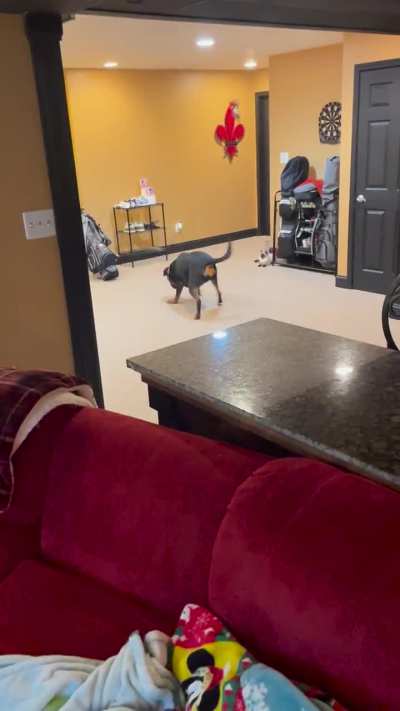 Stir crazy Rott