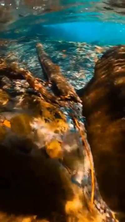 Clear waters of an Alaskan stream.