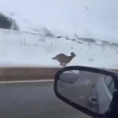 DO A FLIP!