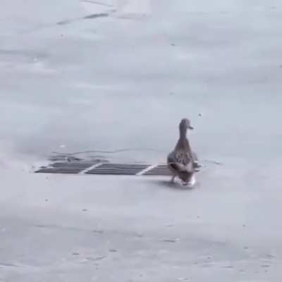 Local ducks going for a family trip.
