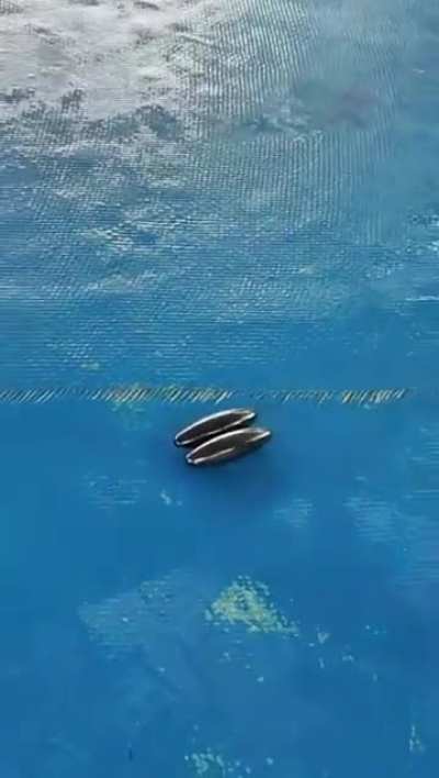 Sealiously Magnetic