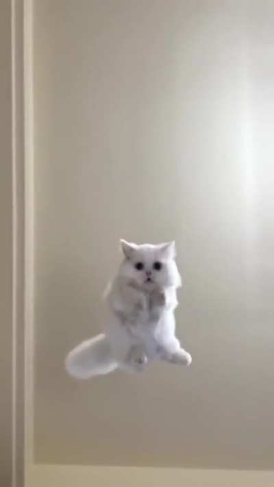 Spider Meow