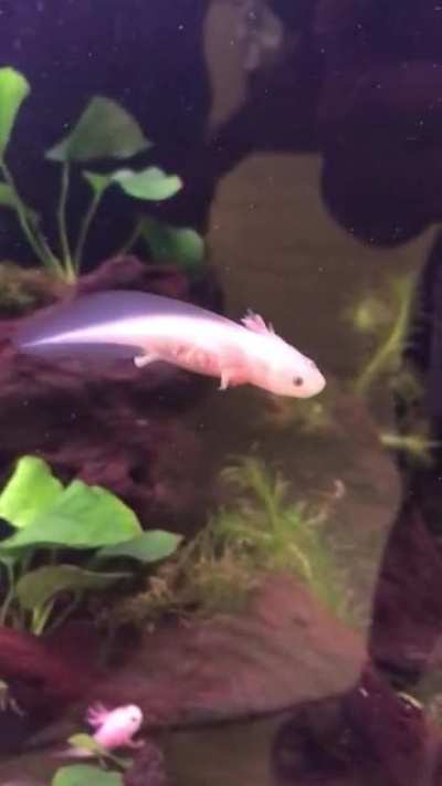 doin a lil swim