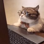 The real IT expert