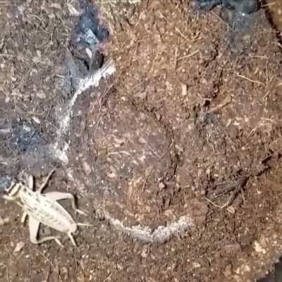 Trapdoor spider in action