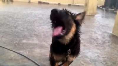 German Shepherd playing in rain