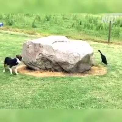 playing chase