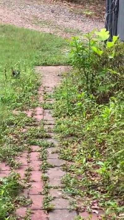 Baby Emu Zoomies
