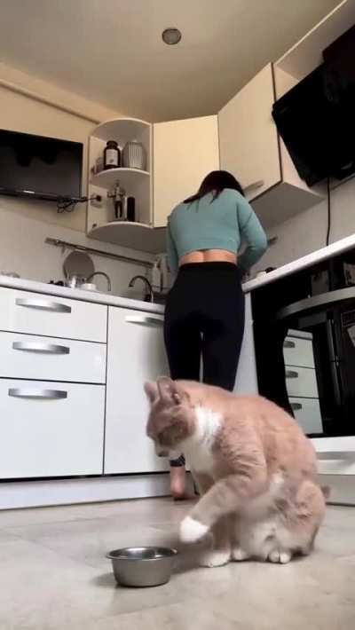 Cat food protest
