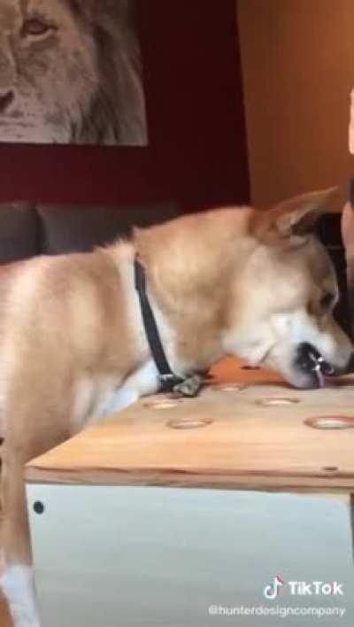 Why he started telling at the other dog?