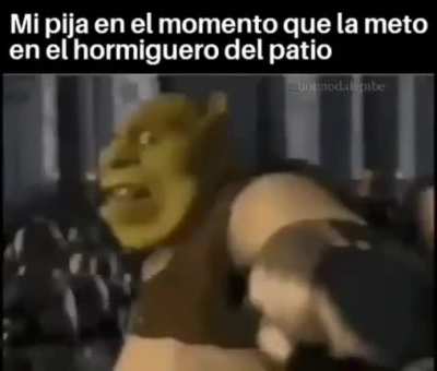 xd