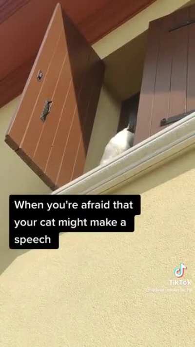 Will this cat invade Poland?