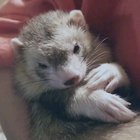 An otter in disguise???