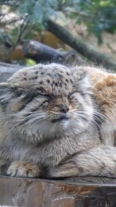 Bol so floofy
