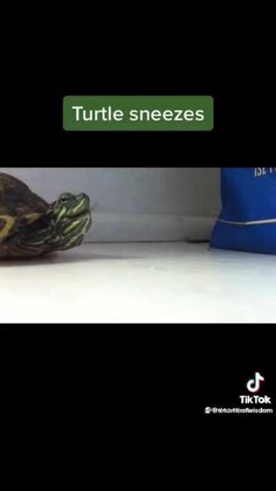 Turtle sneezes