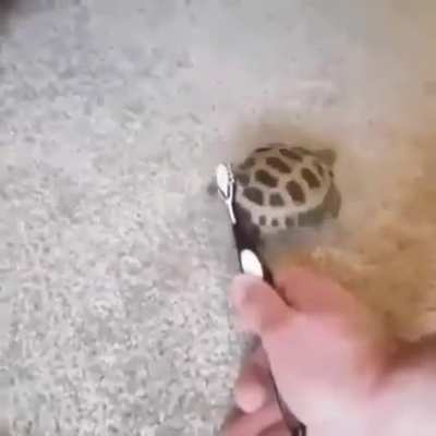 na vida queria ser uma tartaruga dançarina