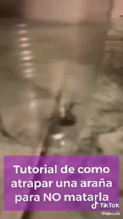How to catch spider