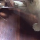 SiCK HuMAnS FoRcE InNOcEnT kItTeN iNtO BLacK HoLE tO ReHyDRAte