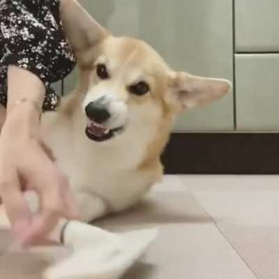 Quick remedy for very angry doggo