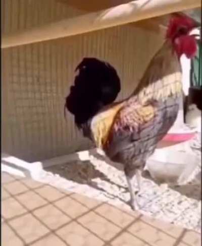 When the rooster piles up work and needs to do it all at a go