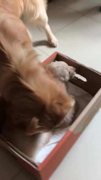 Dog meeting the new puppies for the first time