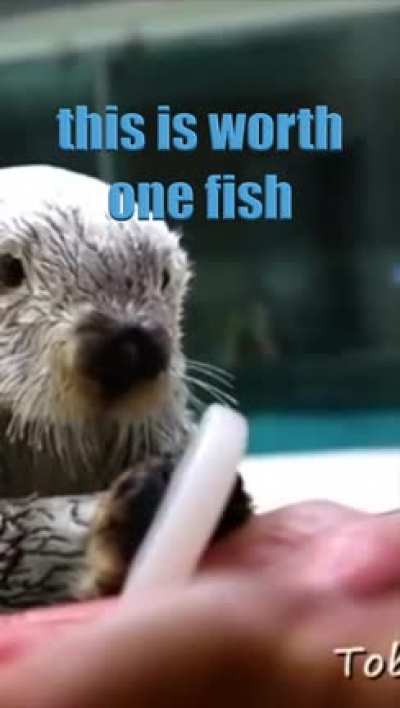 Inspector Otter tries to deal.