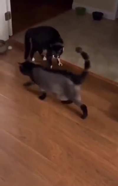 Catzilla