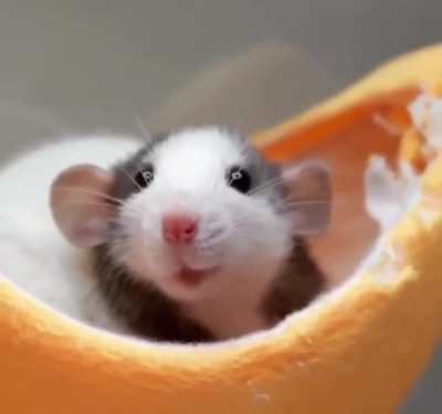 Those little ears