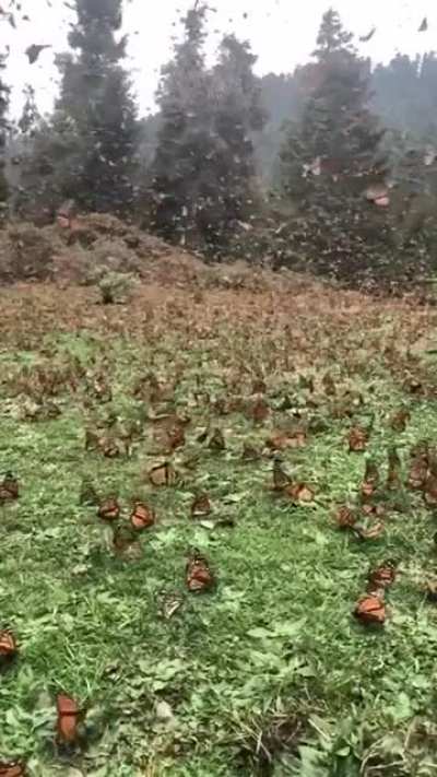 Migration 🦋🦋🦋