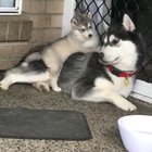 Clumsy doggo