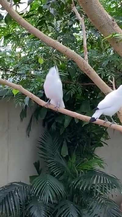 Not a parrot but he sure is partying