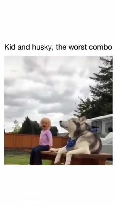 Husky's are the king of Perfectly Cut Screams