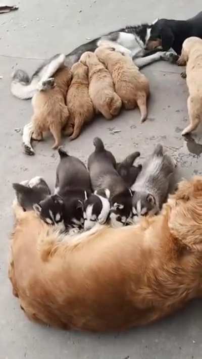 The switcheroo