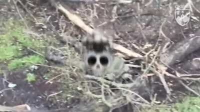 Multiple russian invaders were eliminated by FPV drones of the Ukrainian 425th Assault Regiment “Skala.” 13.04.2026