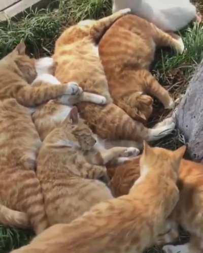 Cats snuggle party