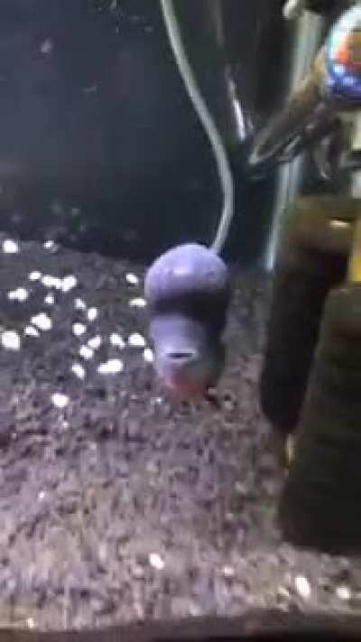 why did this mf bite me when i was doing a water change?