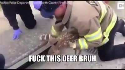 el bruh