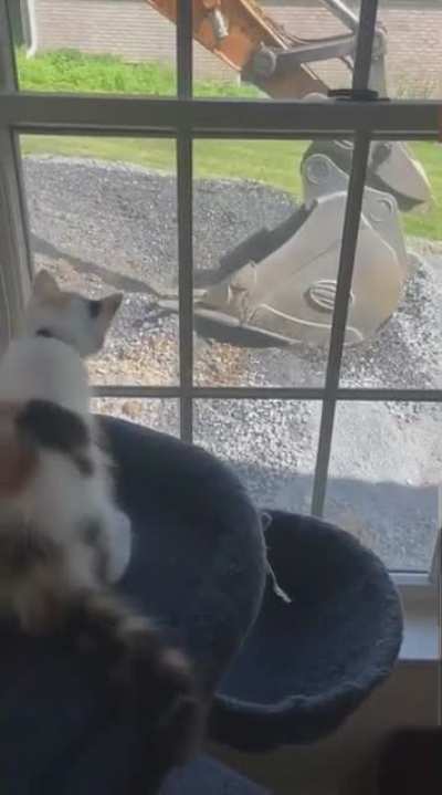 It just wanted to play with the cat