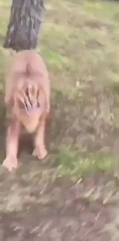 Angry floppa