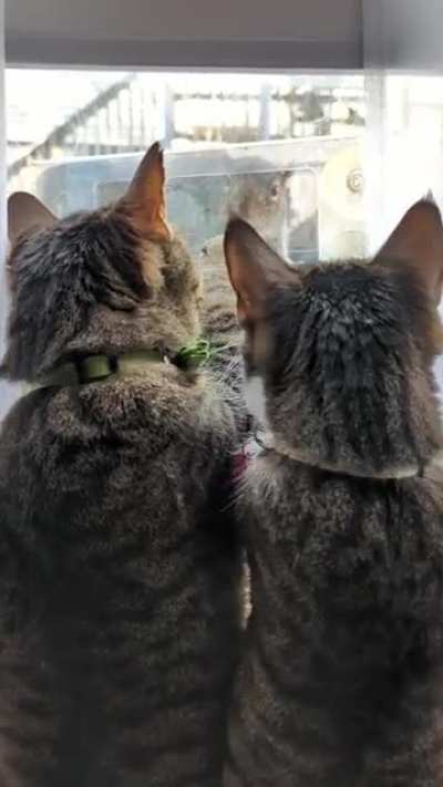 Staring right into the face of death while stuffing your face