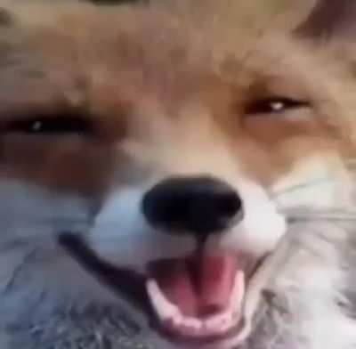 Zorrito