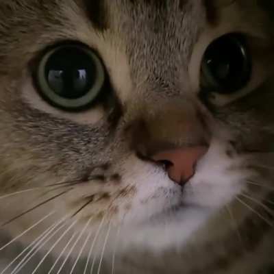 Just a single meow