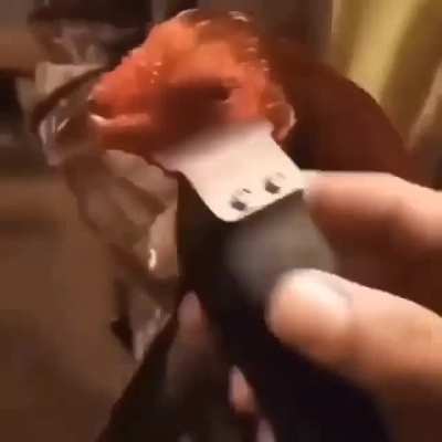 Chicken Fade كرات الله نيغا