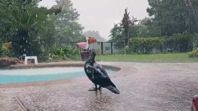 Ducks and the rain...