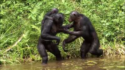 🔥 Greeting the Bonobo baby