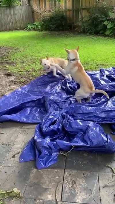 I was trying to dry a tarp...