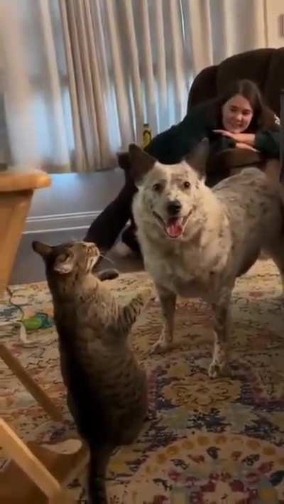 Pup backs off for a second like he knew he fucked up. xD