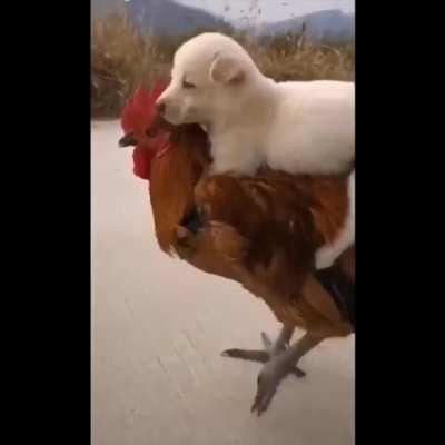 Puppy rides a cock